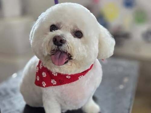 Nail Trimming Felton