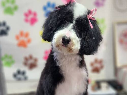 Full Grooming Felton