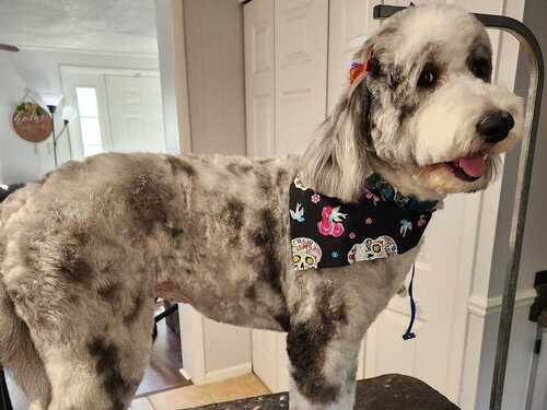 Nail Trimming Felton