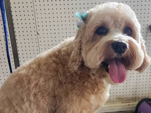 Coat Blow Outs Felton