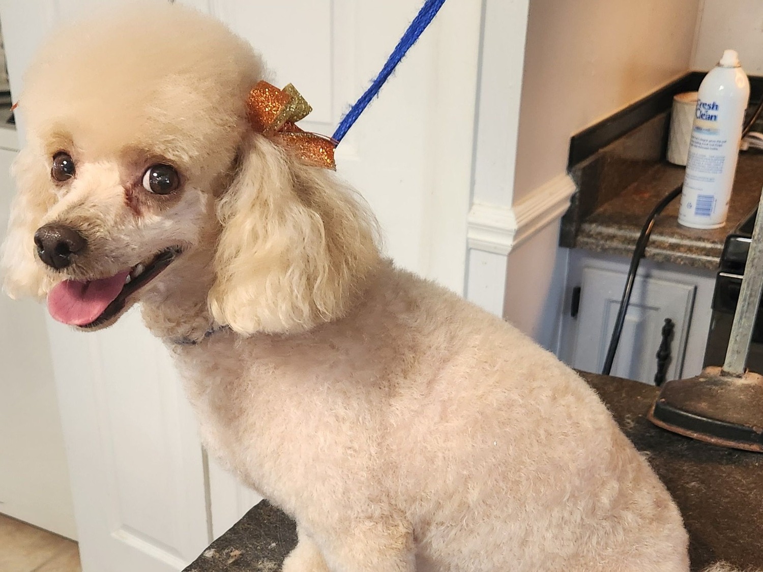 Anal Gland Expression Felton