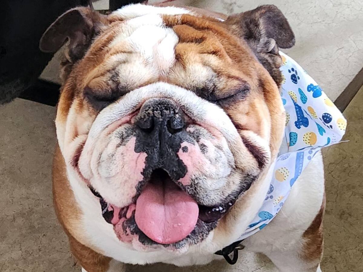 Anal Gland Expression Felton