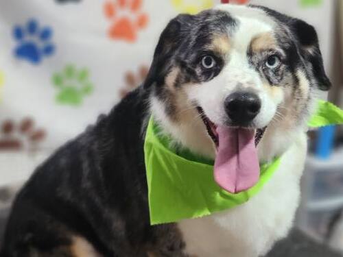 Coat Blow Outs Felton