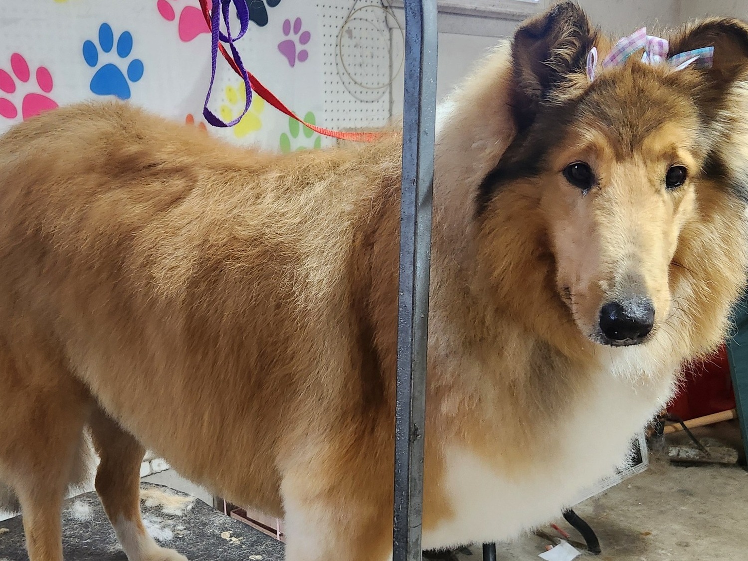 Teeth Brushing Felton