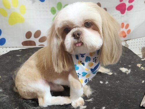 Fresh Bath and Brush Felton