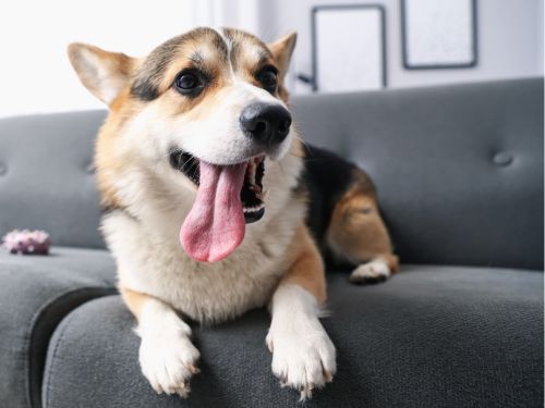 Dover Coat Blow Outs