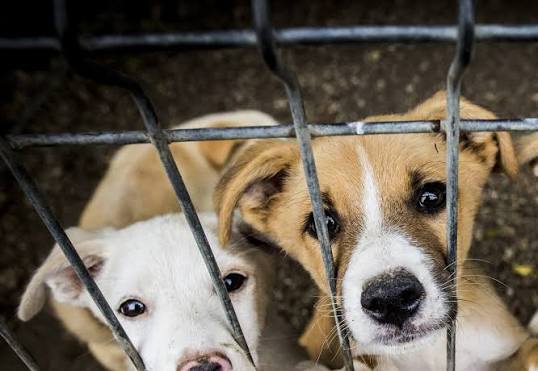 Montgomery County Animal Shelter foster request