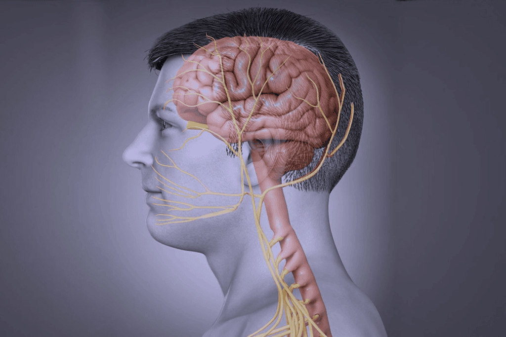 The Vagus Nerve: The Master of "Rest and Digest"