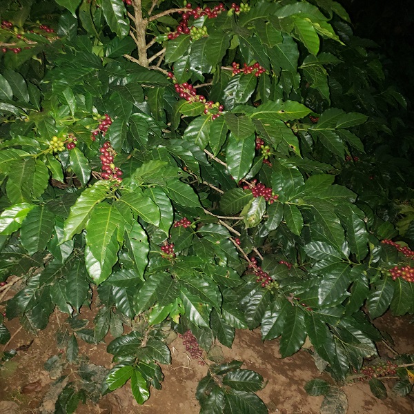 Ripe red Arabica Obata coffee cherries on the plant at our Costa Rica mountain estate, ready for hand-picking.