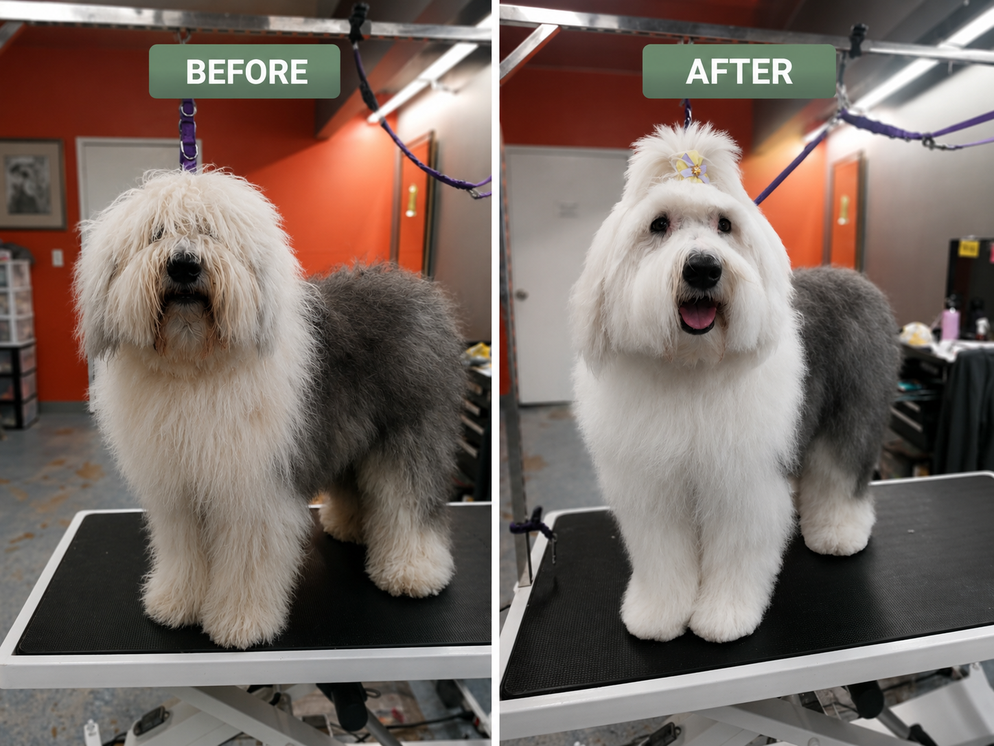Before and after dog grooming by Valerie