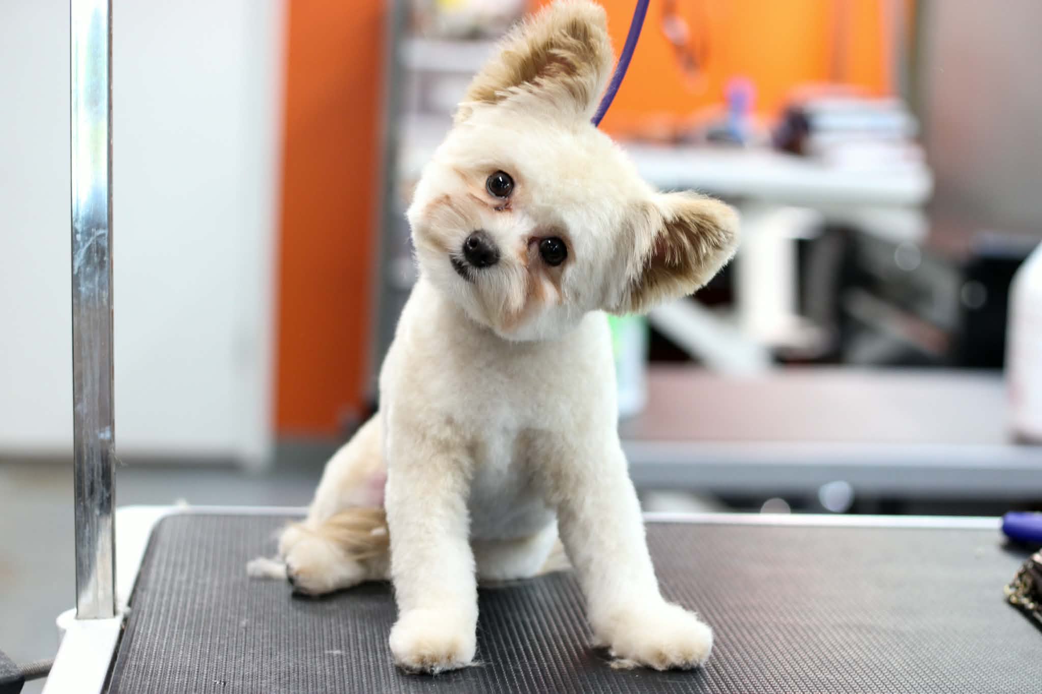 Happy puppy after a gentle first grooming with Valerie