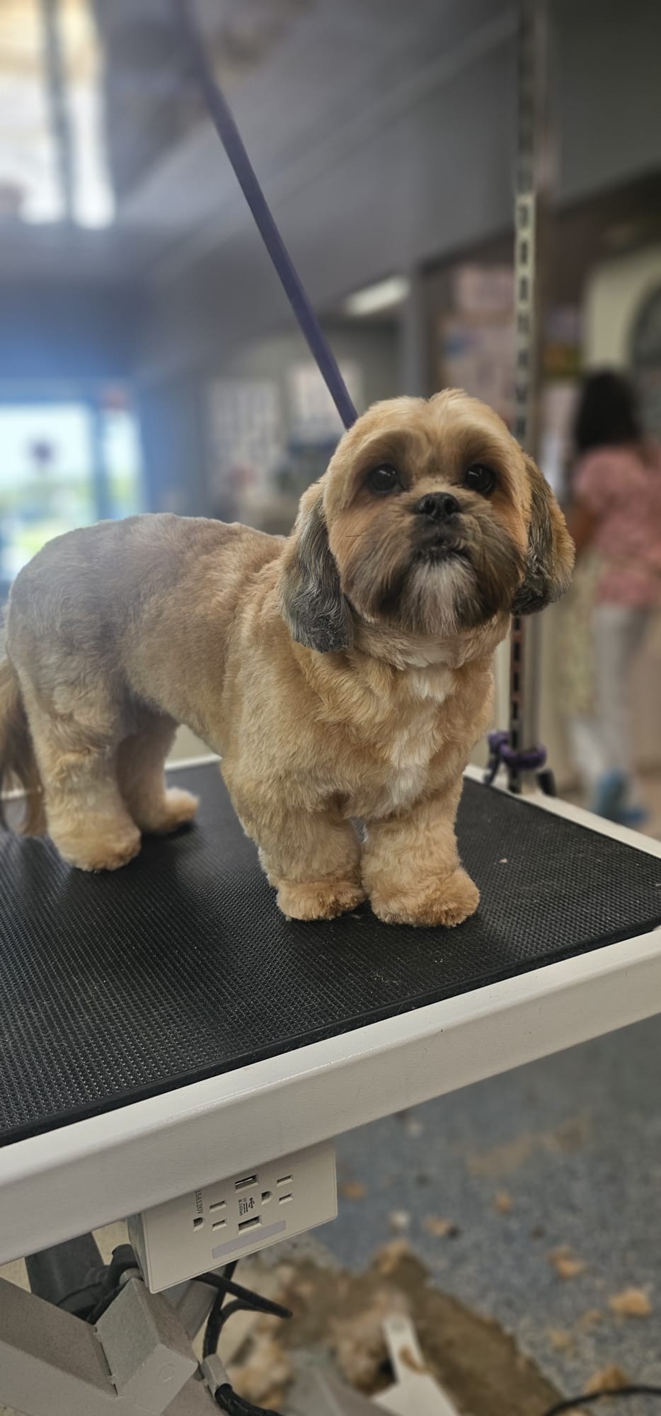 Yorkshire Terrier after grooming by Valerie