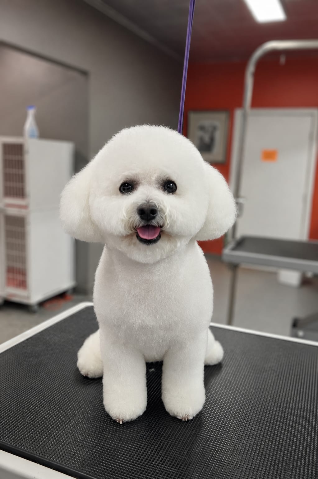Shih Tzu after grooming by Valerie