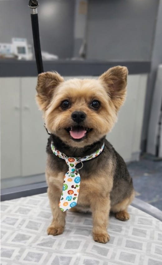 Black Scottish Terrier after grooming by Valerie