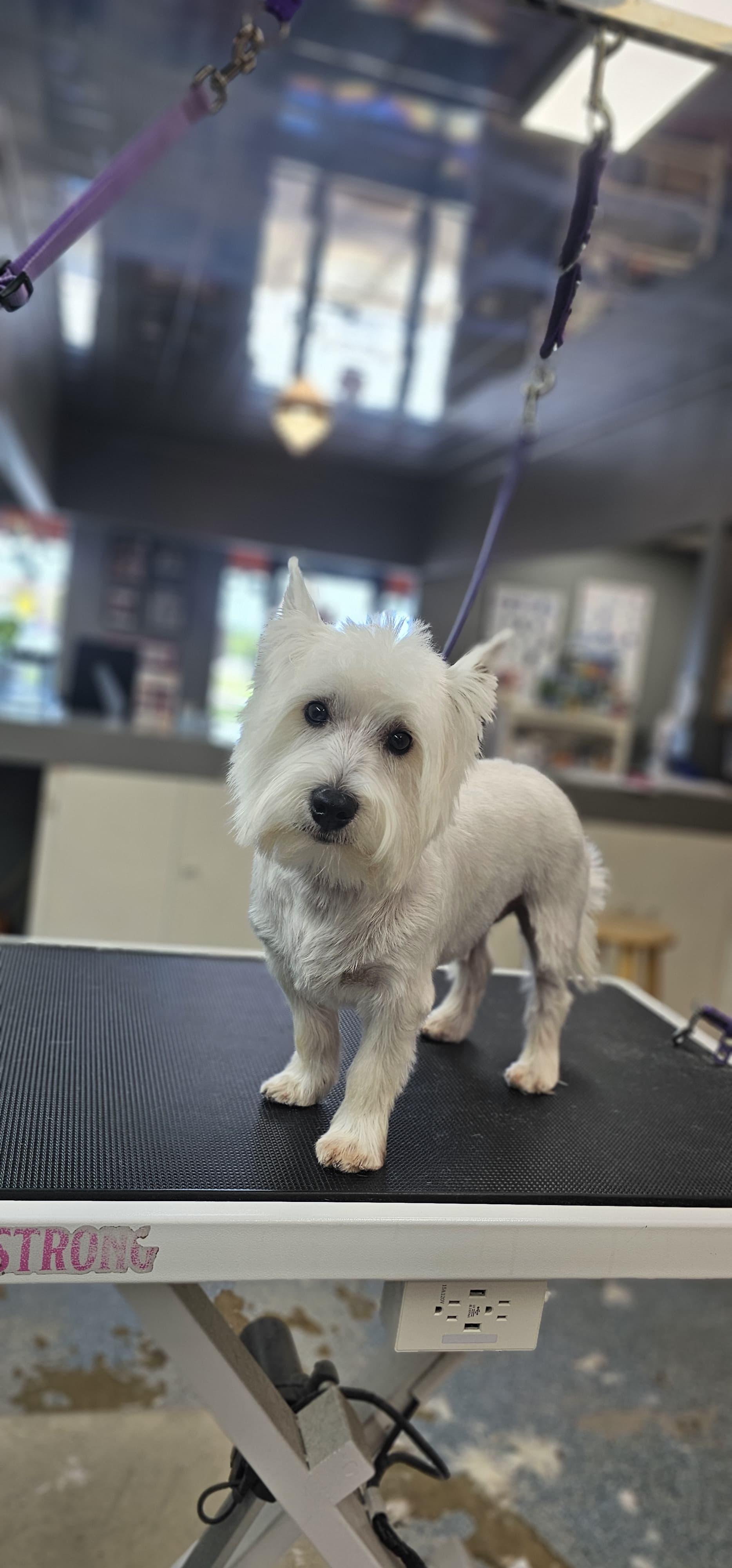 White bichon-style dog after grooming by Valerie