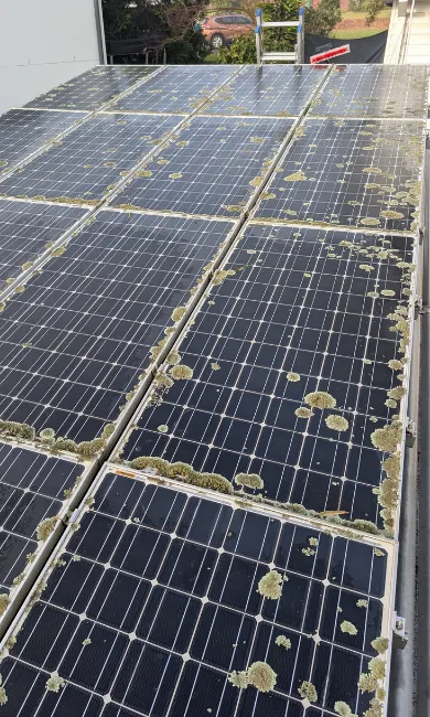 Solar panels covered in lichen growth
