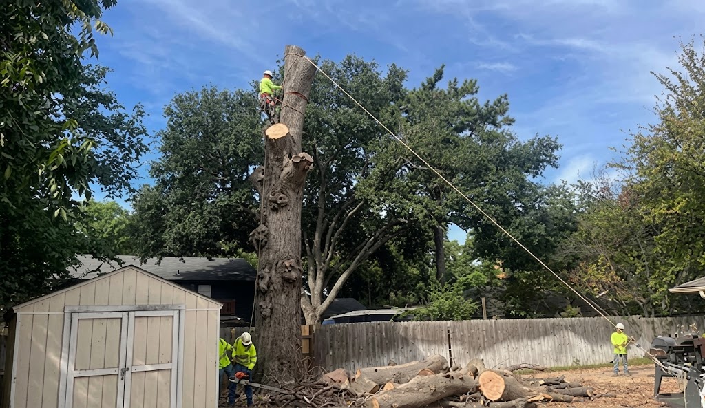 Professional tree removal services for residential and commercial properties