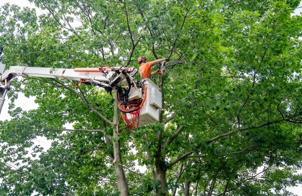 Professional tree trimming services for residential and commercial properties