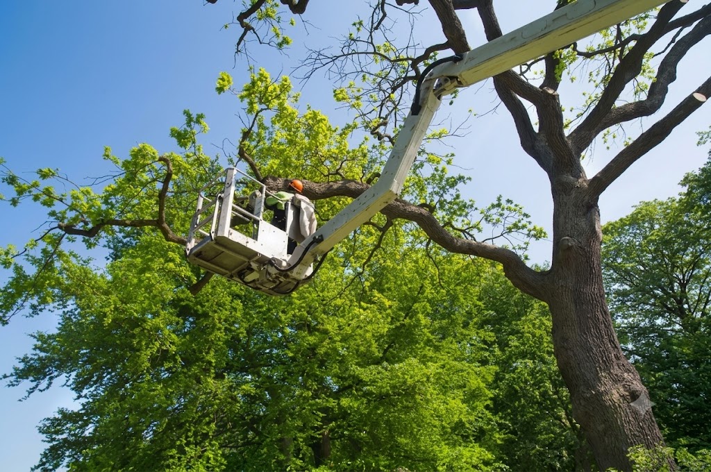Tree services in Coosa County, AL