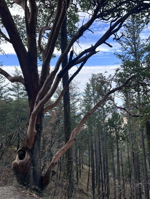 A madrone tree on a hillside, its bare limbs open against the sky