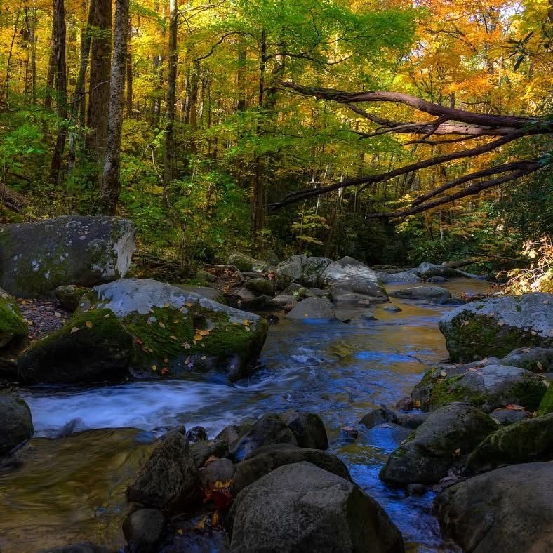 A shallow creek running over mossy boulders through autumn woodland