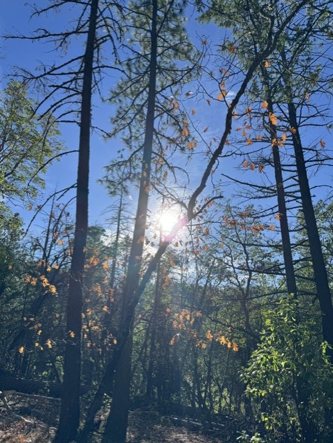 Sunlight breaking through tall pines on a wooded slope