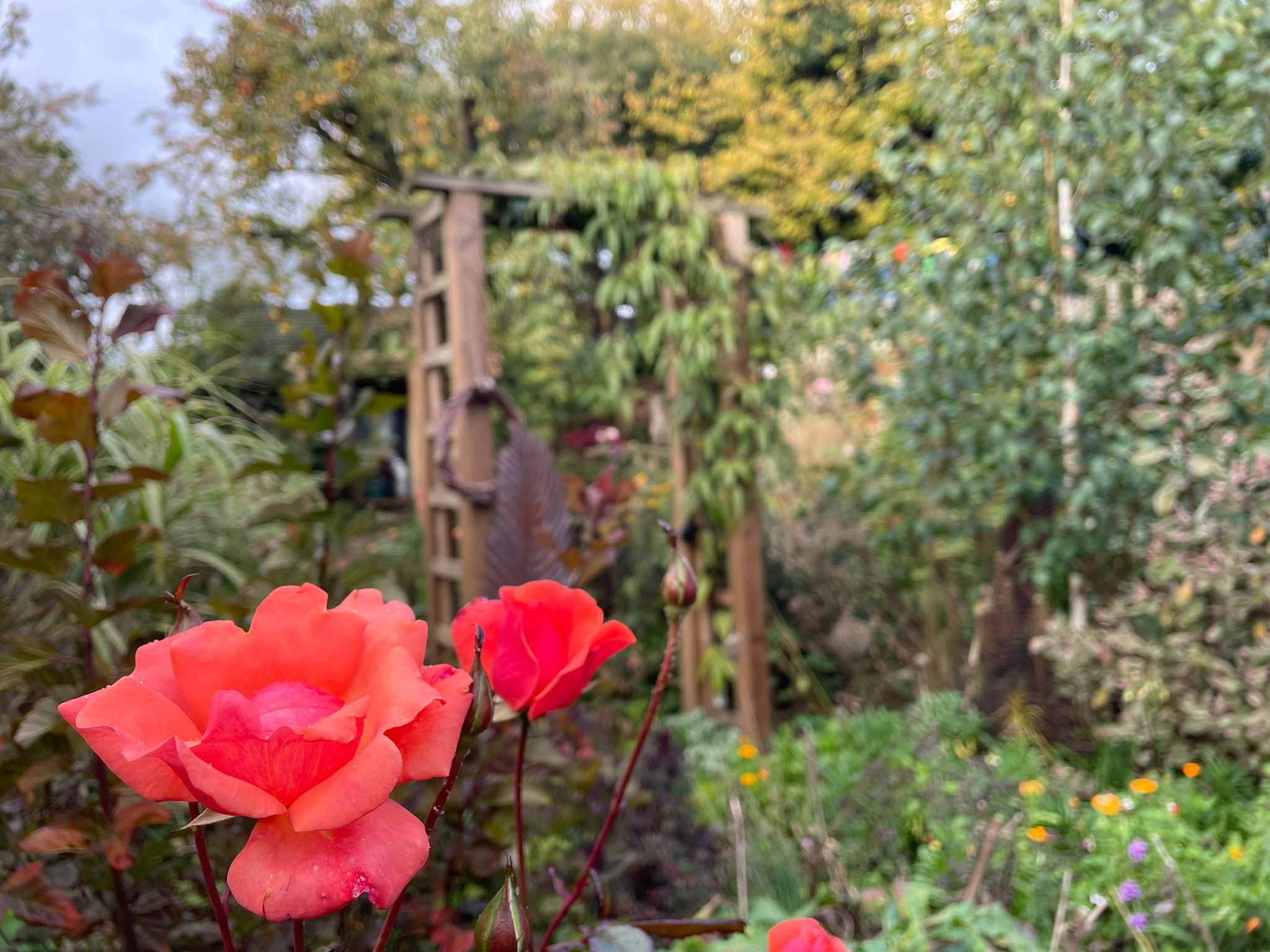 Ripon garden