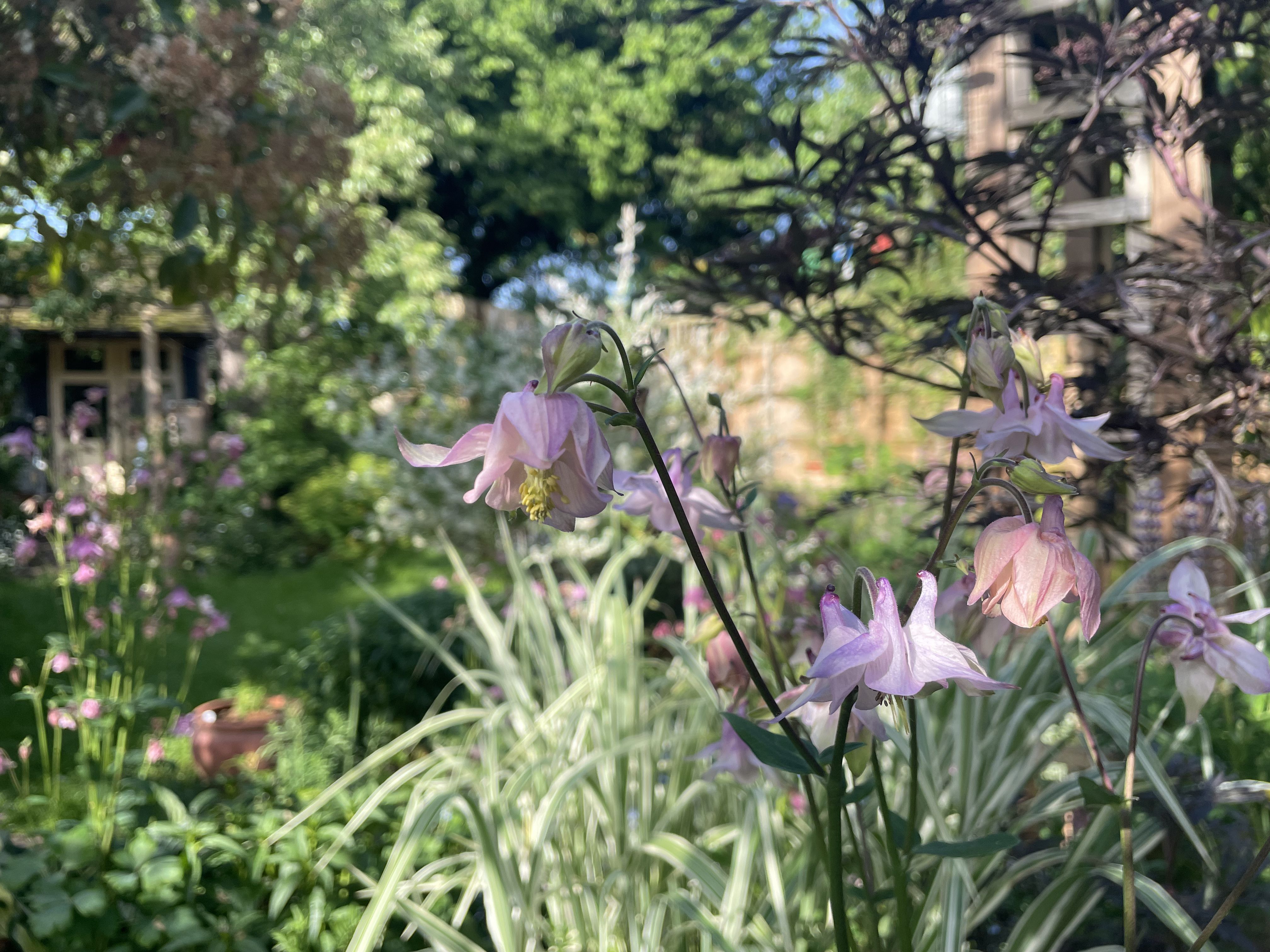 Dense ecological planting with layered perennials in a Ripon garden by Ethos