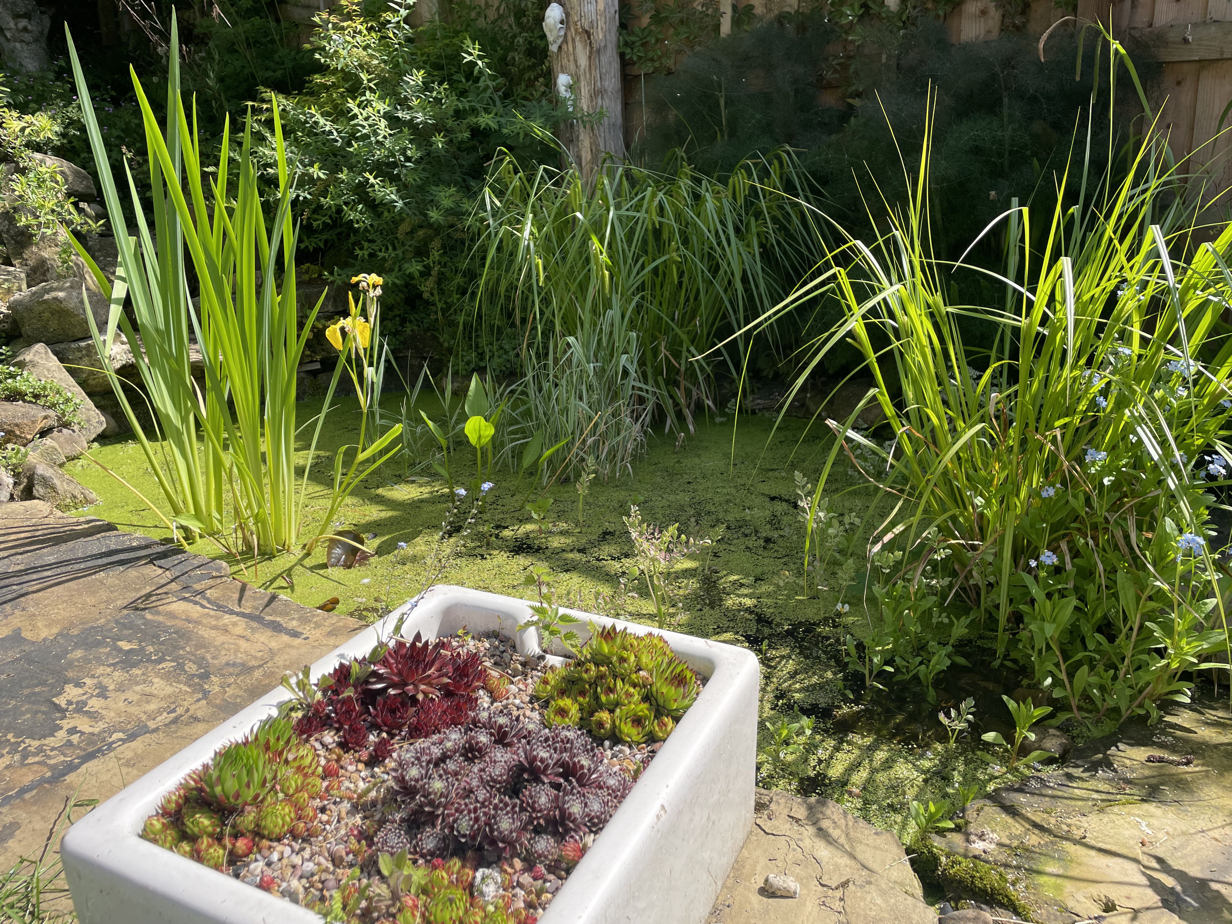 Secluded garden view through dense planting creating natural screening in Ripon