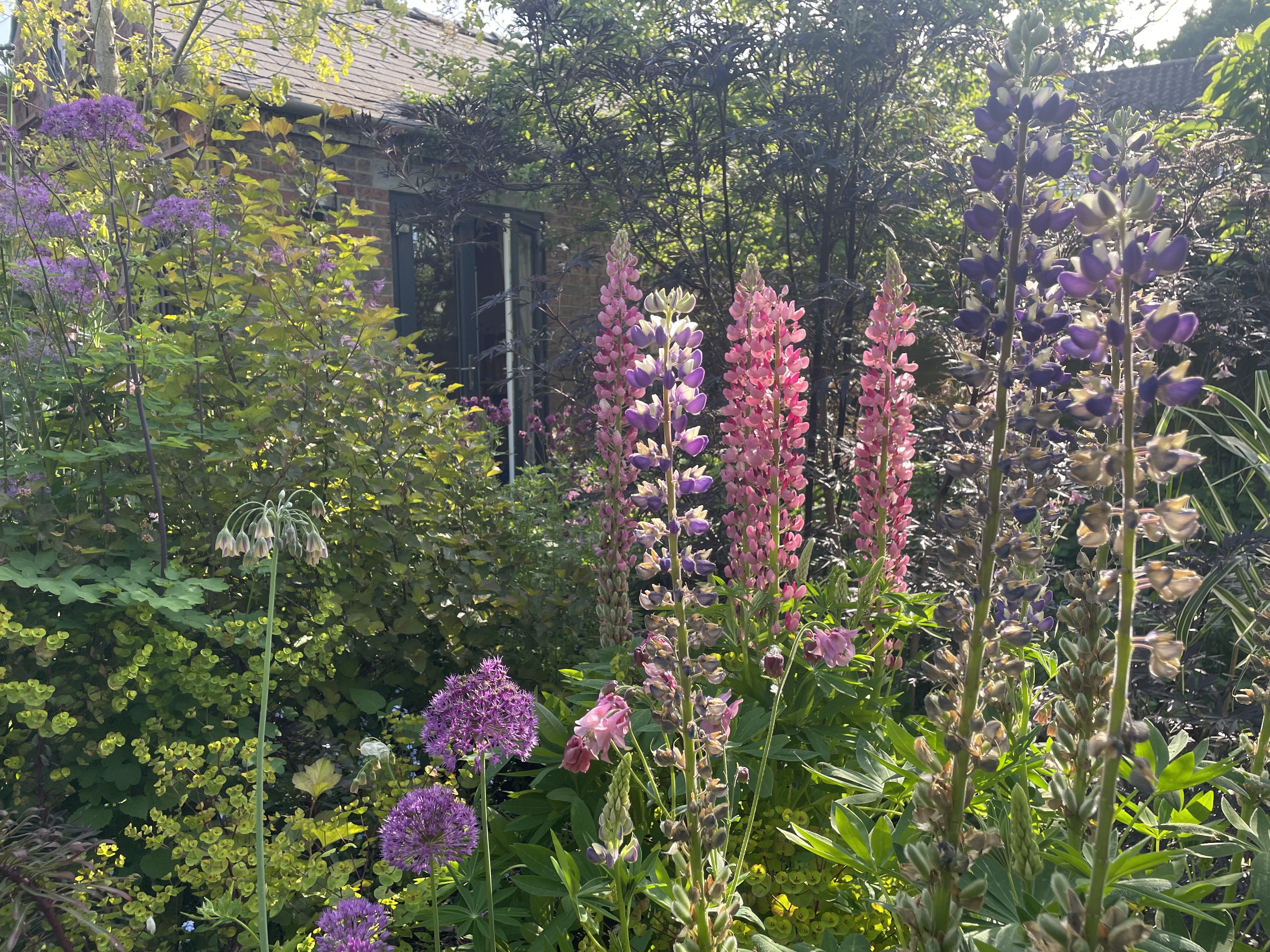 Mature mixed planting with textural contrast in the Ripon garden designed by Ethos