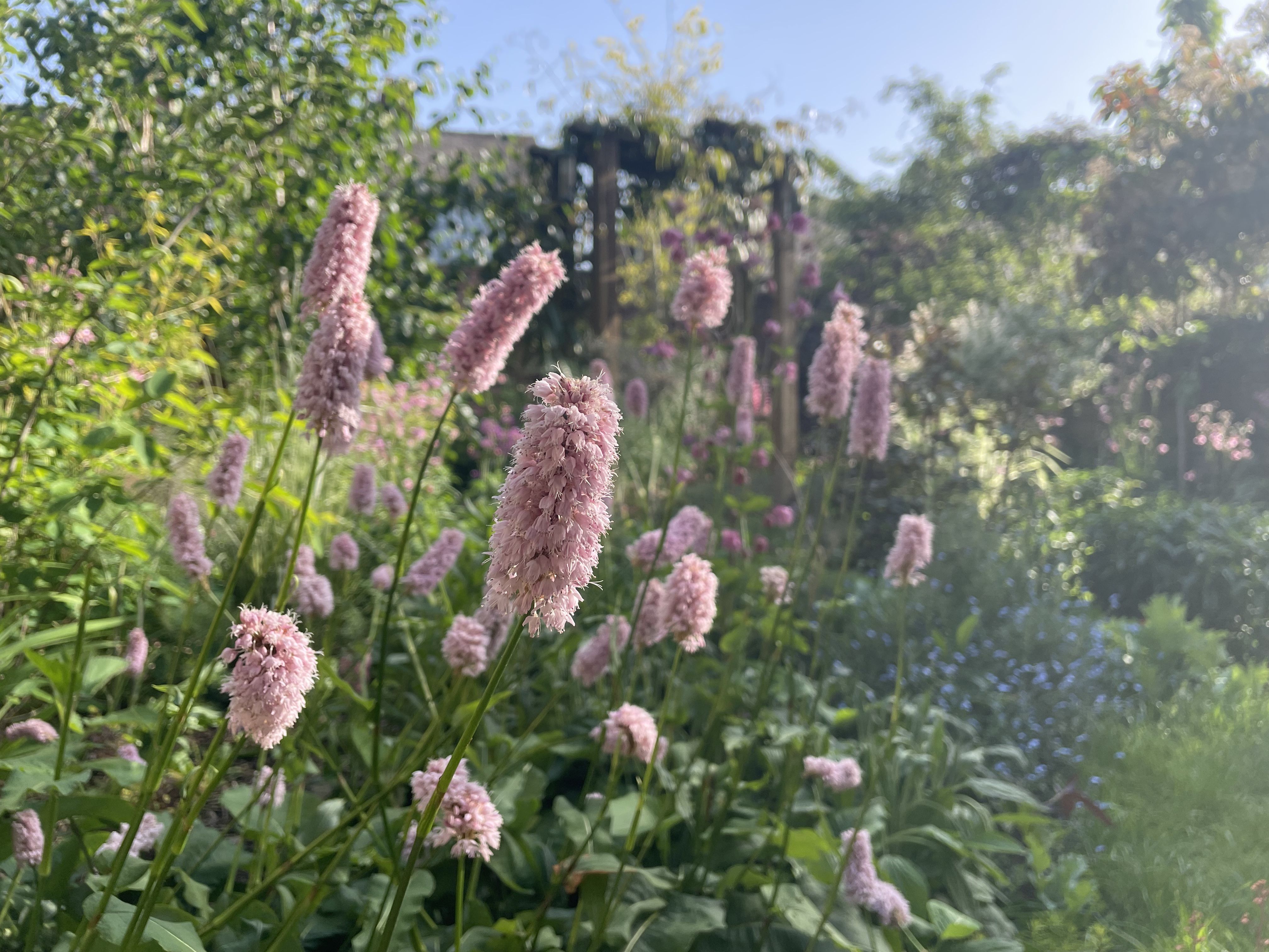 Dense ecological planting with layered perennials in a Ripon garden by Ethos Landscape Design