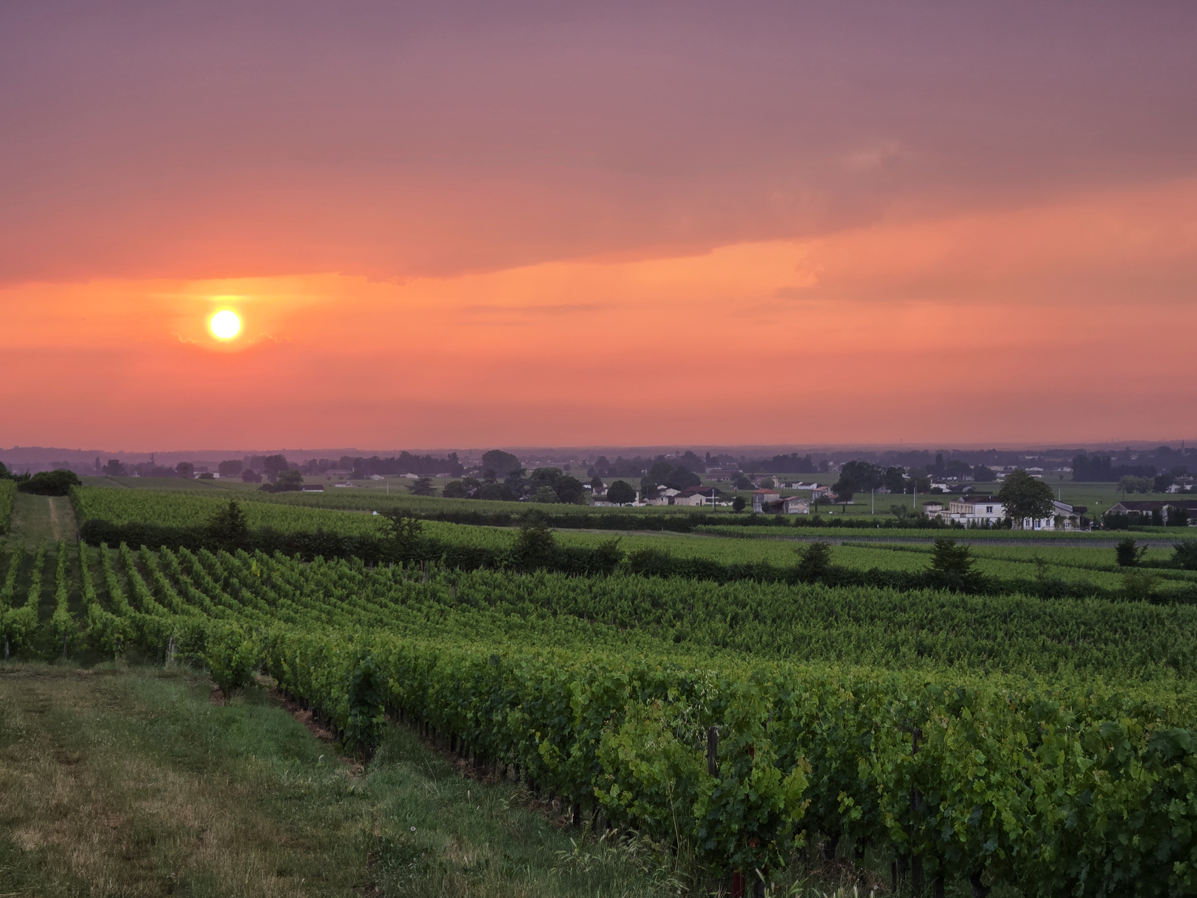 Vignes de Saint-Émilion