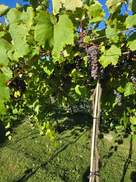 Vignoble La Bauge — Simon et les vignes