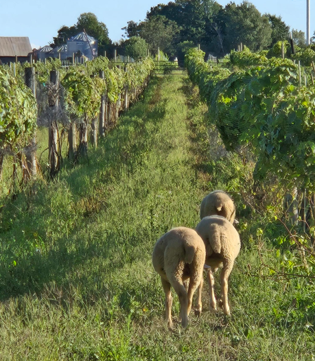 Vignoble La Bauge