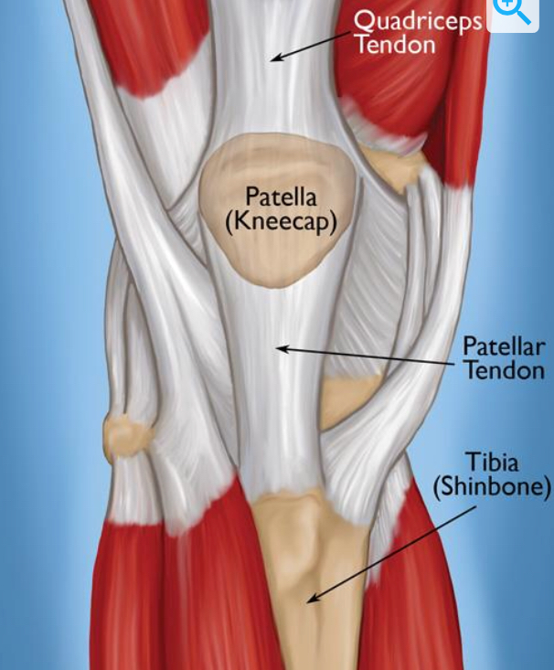 http://321gomd.com/wp-content/uploads/2018/01/patellar-tendon.jpg