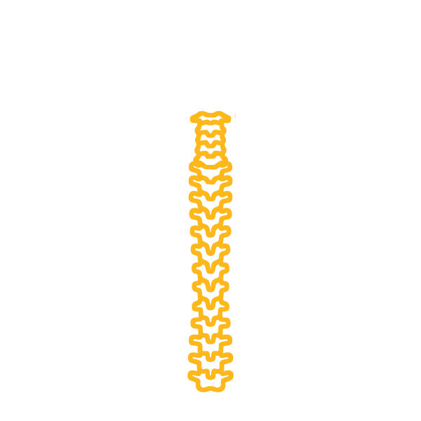 Illustration of the spine and back