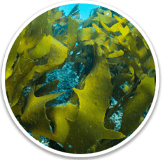Golden Algae