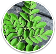 Drumstick Tree Leaf: