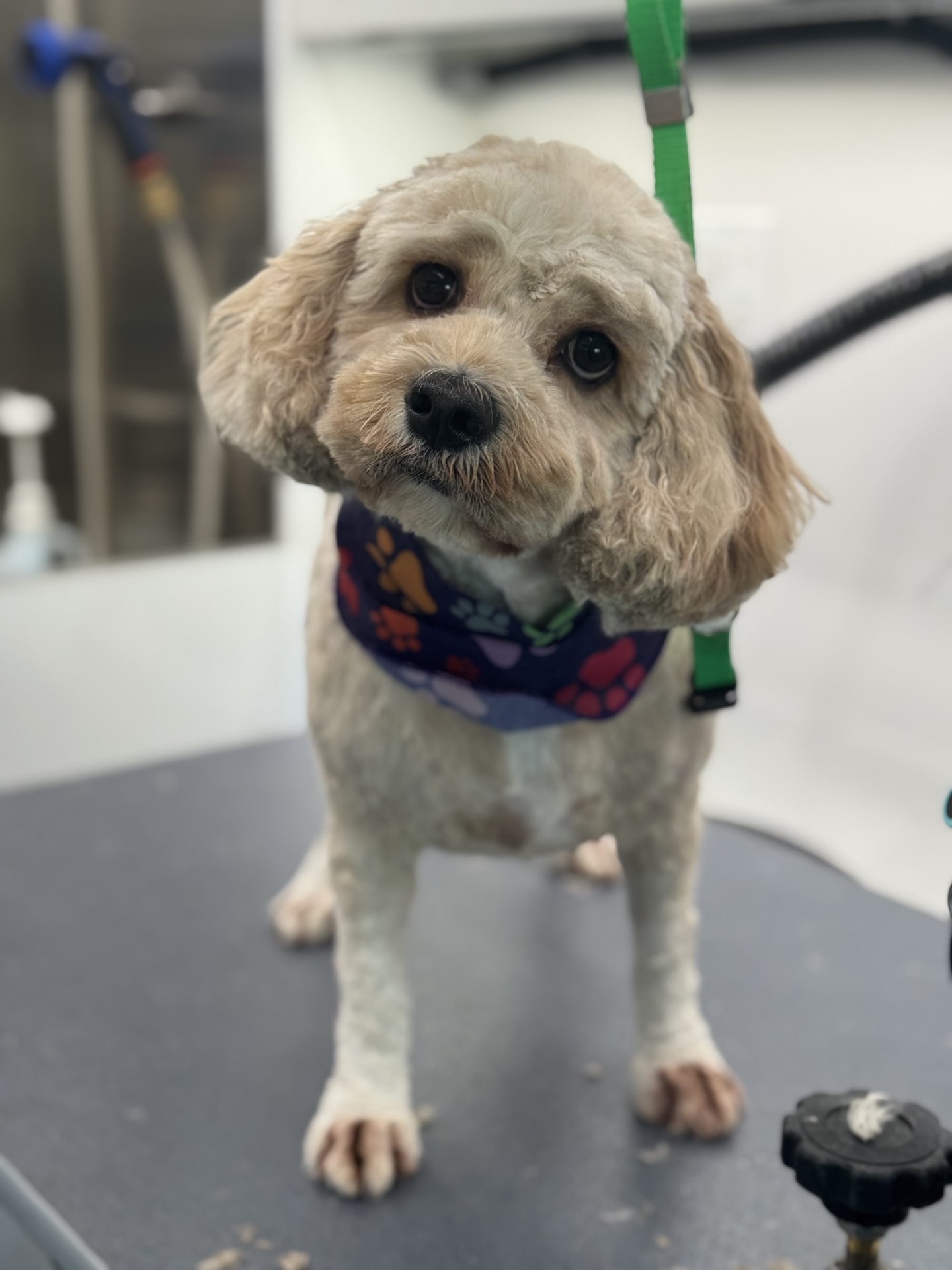 Groomed pet 8