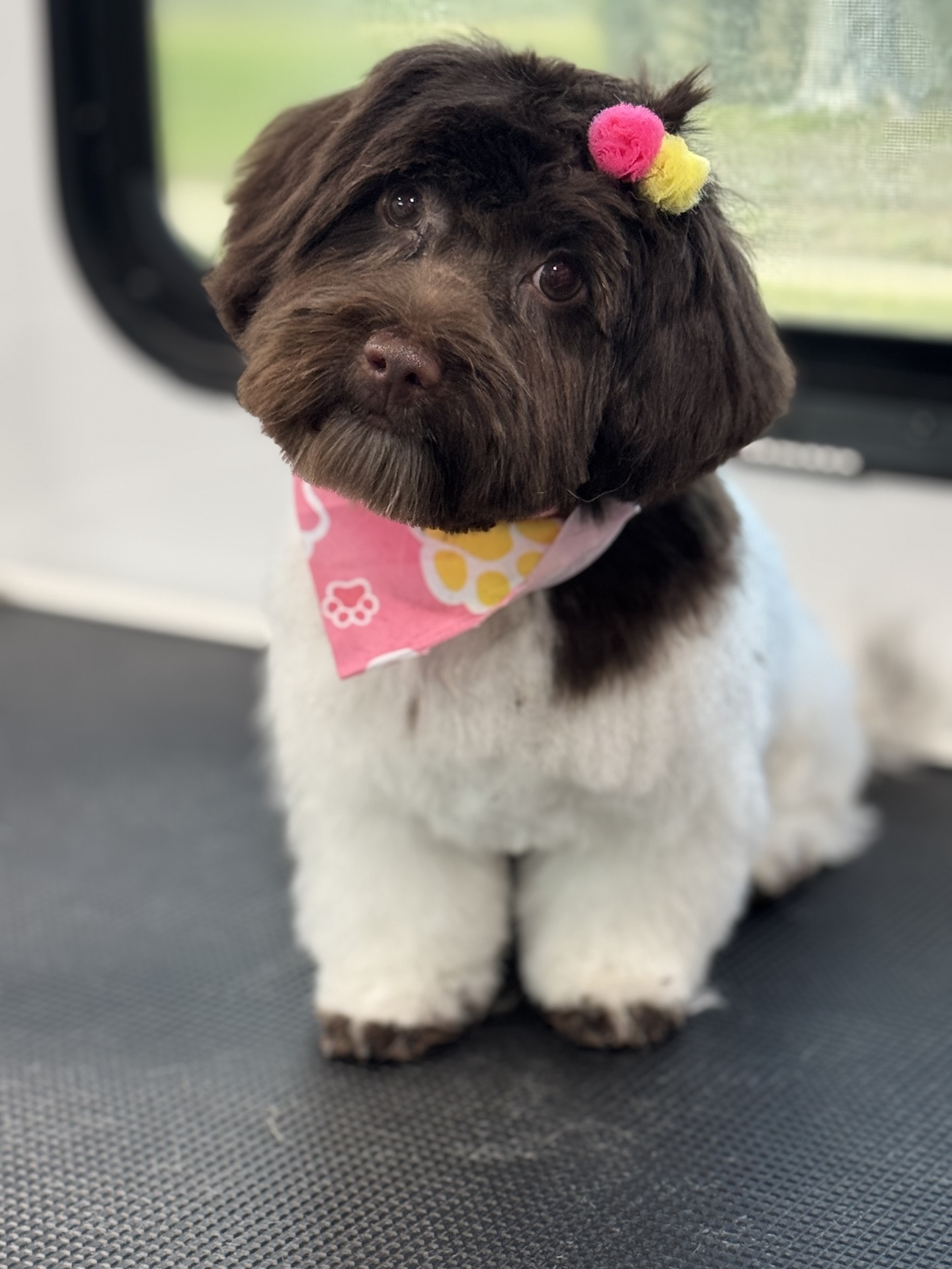 Groomed pet 4