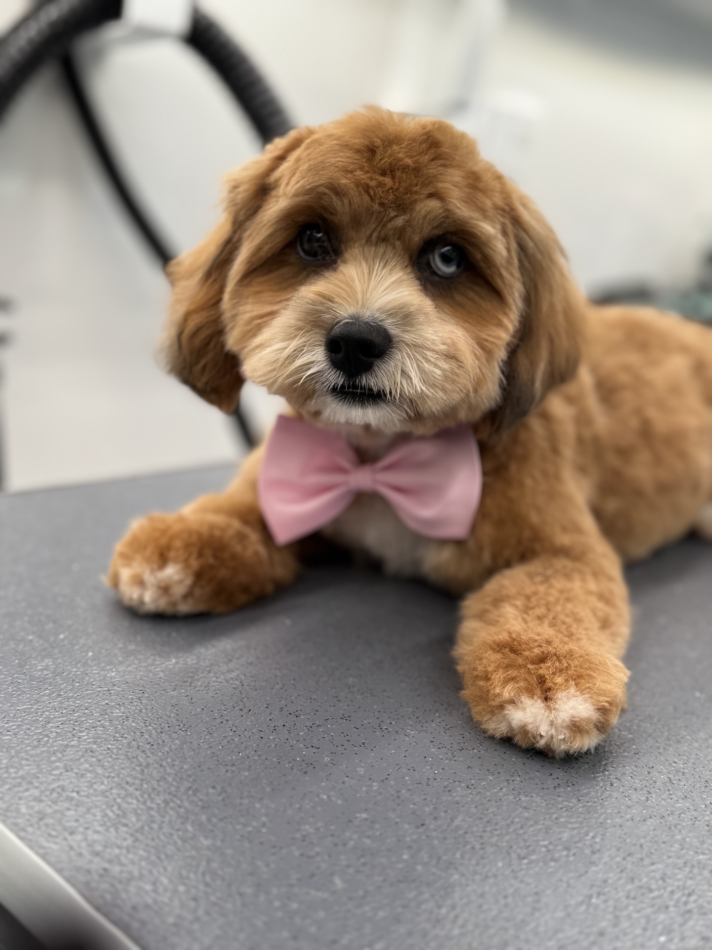 Groomed pet 9