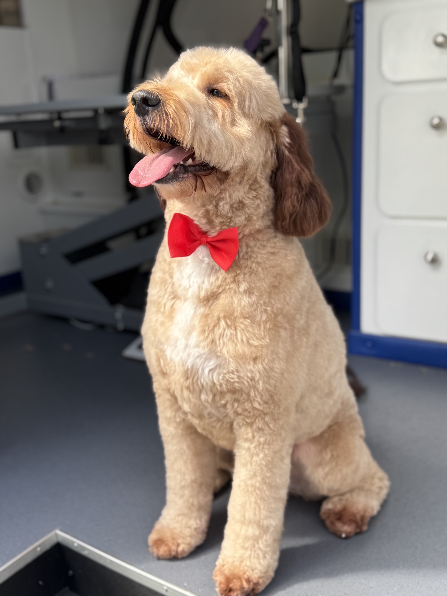 Groomed pet 7