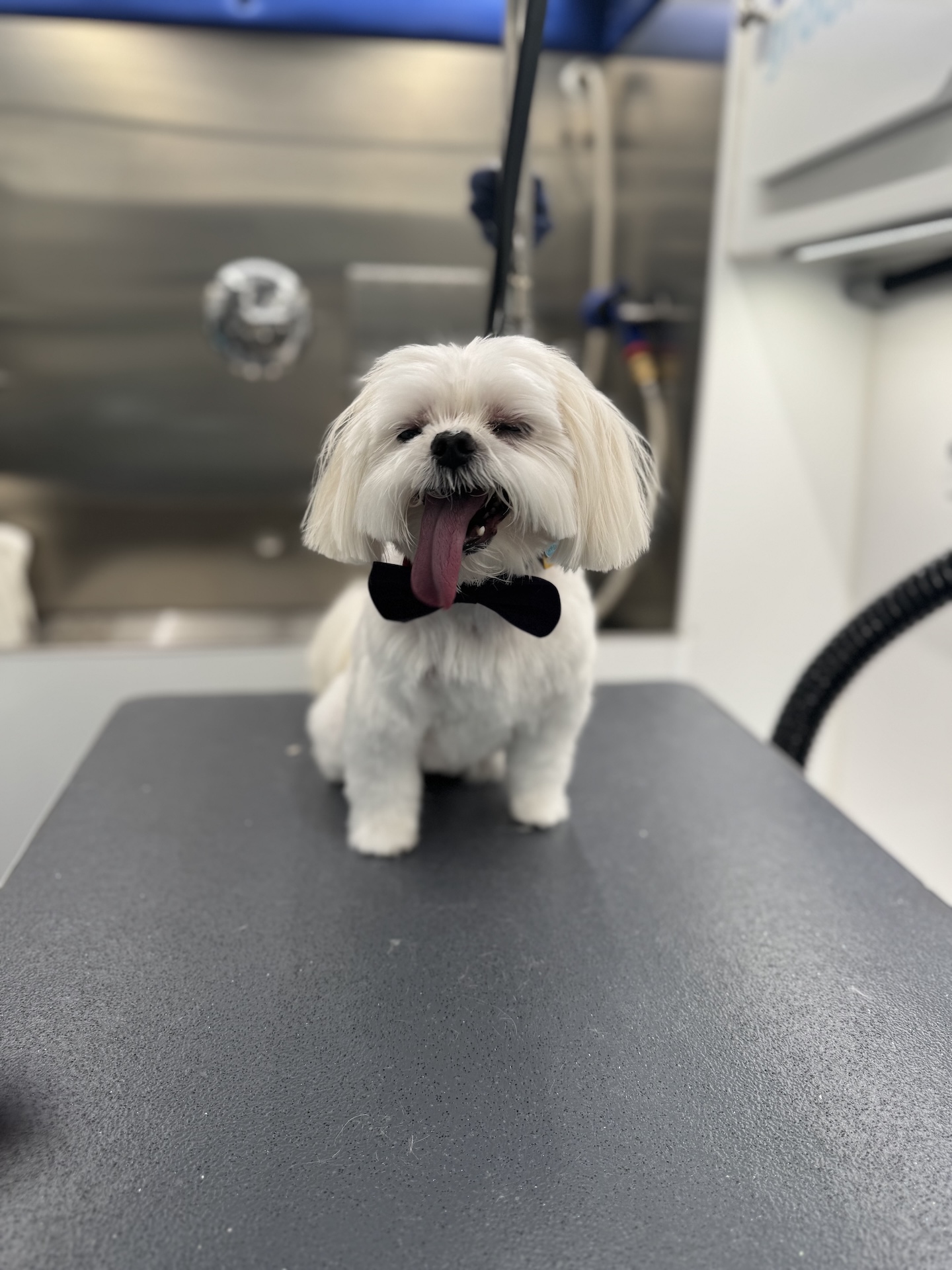 Groomed pet 3