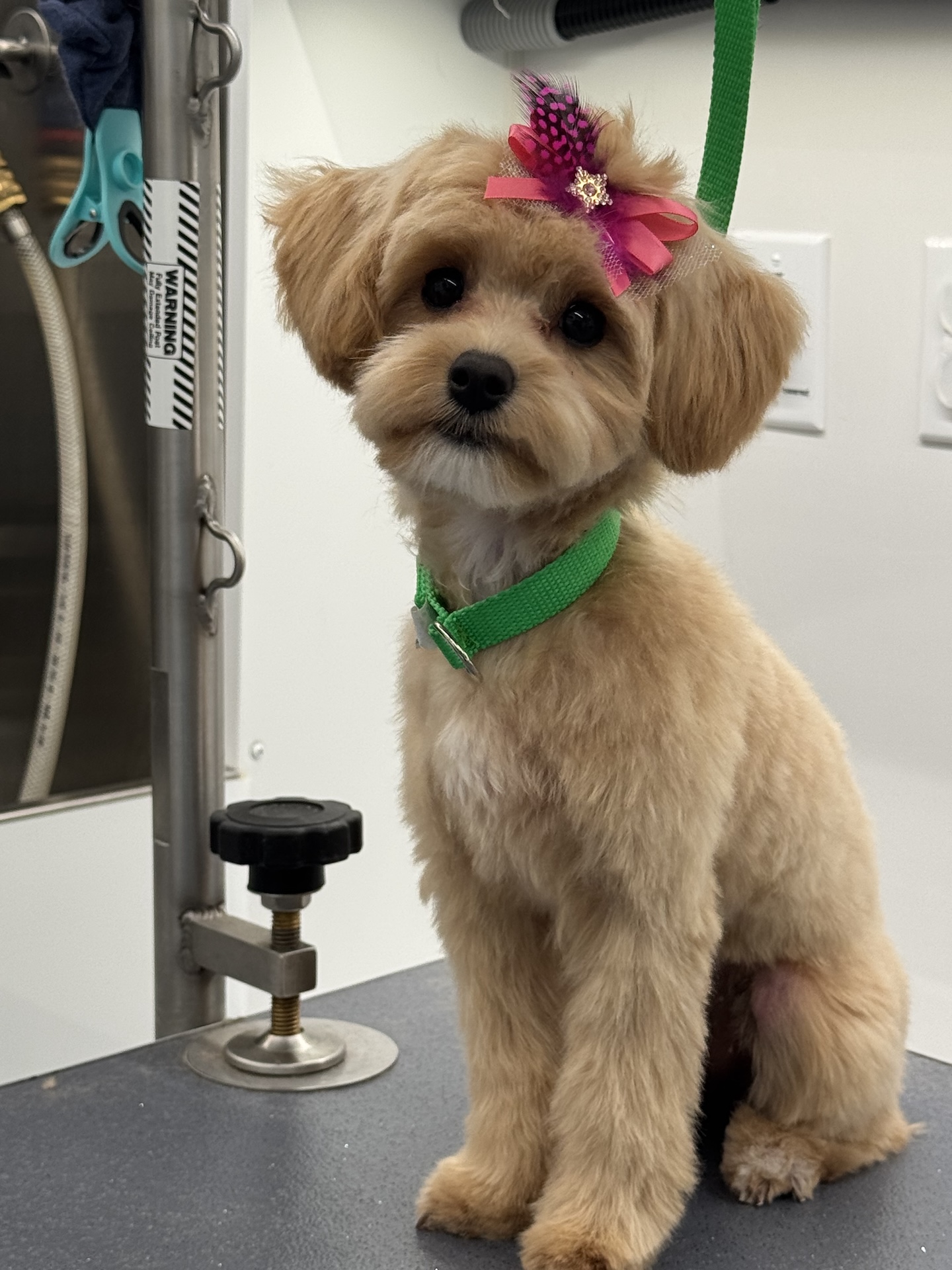 Mobile Dog Grooming In West Palm Beach