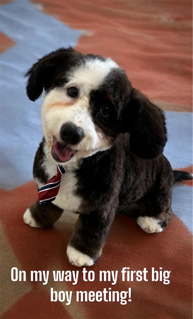 Mobile Dog Grooming In Lake Worth Beach