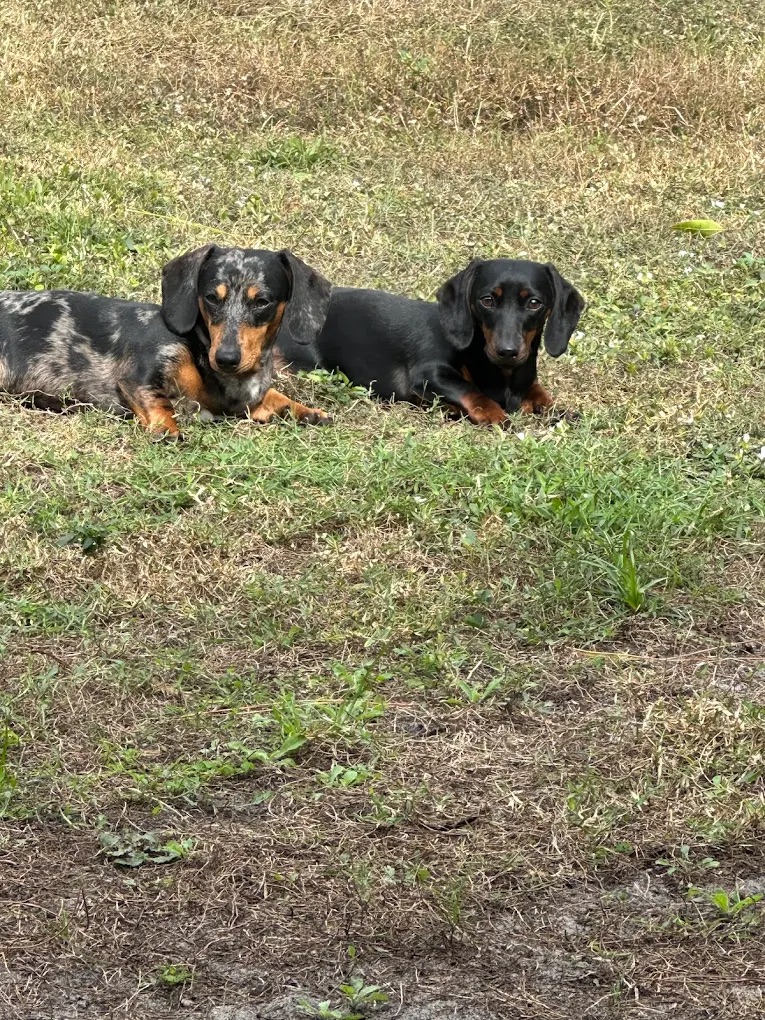 Groomed pet 19