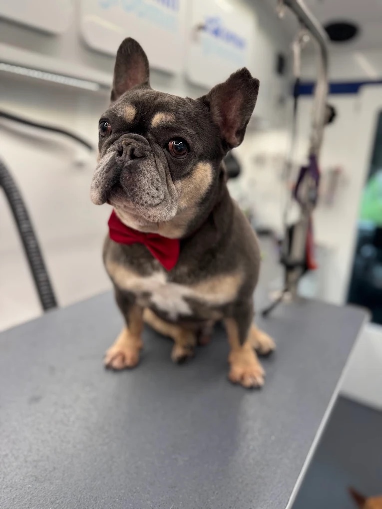 Groomed pet 23