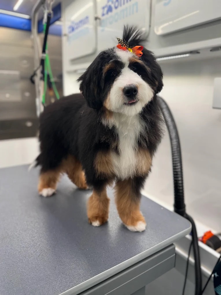 Groomed pet 22