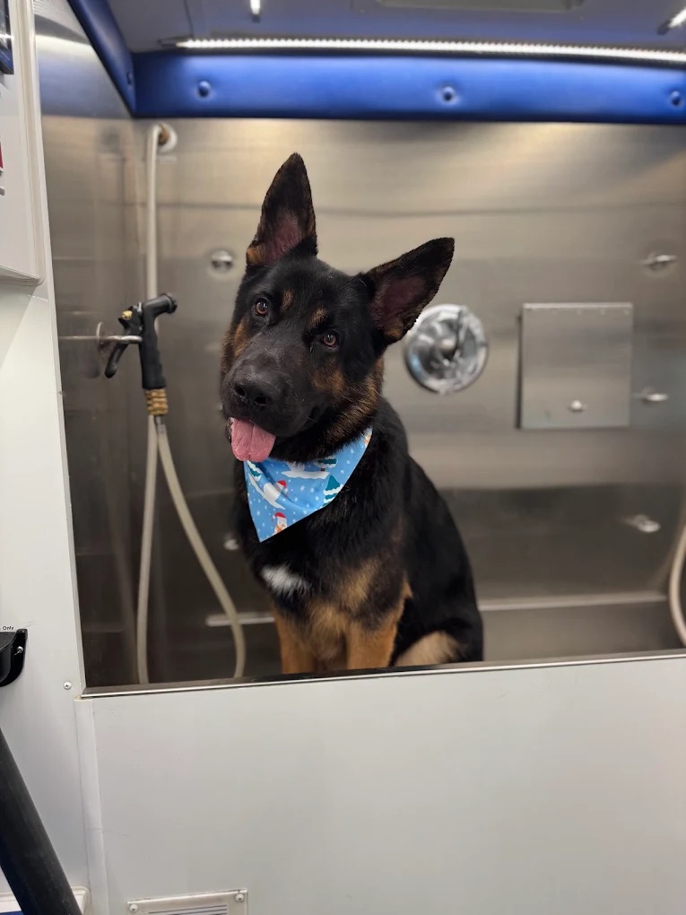 Inside The Deshedding Service