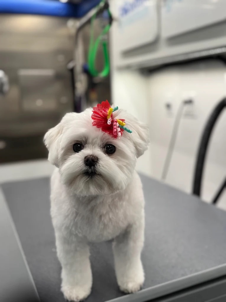 Groomed pet 18